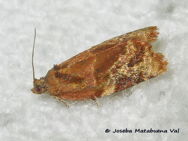 Ditula angustiorana - Tortricidae